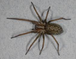 venomous hobo spider may be not so toxic after all live