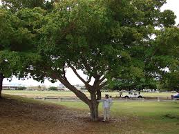 Image result for Terminalia tricristata