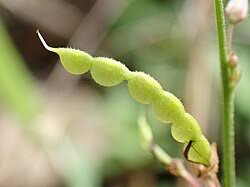 Image result for Pleurolobus salicifolius