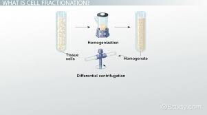 Bd biosciences provides flow cytometers, reagents, tools, and a wide range of services to support the work of researchers and clinicians who understand disease and improve care. Cell Fractionation Definition Steps Methods Video Lesson Transcript Study Com