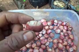 Lubang ini berfungsi sebagai tempat air bersirkulasi agar tanah tidak mengandung terlalu banyak air yang kemudian bisa merusak tanamannya. Cara Menanam Bawang Merah Di Pekarangan Rumah Kampustani Com