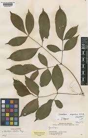 Image result for Gonatopus clavatus