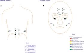 I mean, do you actually feel the muscles in your back doing the work on every rep of every set of every back exercise you do? Electrode Position Of The Back Muscles A And On The Face B Download Scientific Diagram