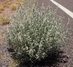 Image result for Aerva