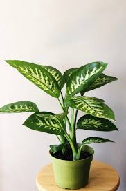 Pictures care common house plants indoor plants flowers. These Are The Most Popular Houseplants In Every State In The U S