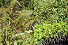 Image result for Melinis macrochaeta