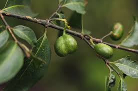 Image result for Canthium