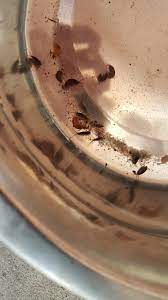 Species Identification What Are These Shrimp Like Insects In My Cat S Water Bowl That Appear Overnight Biology Stack Exchange