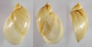 Image result for Sacciolepis curvata