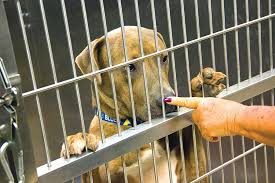 Check spelling or type a new query. Is St Louis County Ready To Give Up Its Problem Animal Shelter Feature St Louis St Louis News And Events Riverfront Times