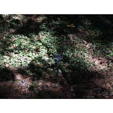 Low to the ground and slowly spreading to make a nice clump over time. Jc Raulston Arboretum
