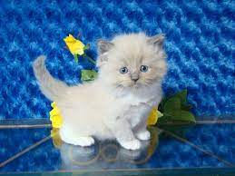 Best selection of ragdoll kittens for sale. Pin On Cute Animals