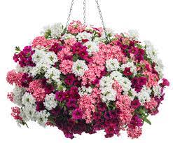 Hanging flowers in baskets both indoors and outdoors is a great way to enjoy their presence anywhere, anytime. Hanging Flower Baskets 5 Secrets The Pros Use The Garden Glove