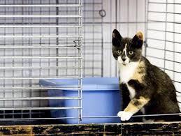 Are you ready to welcome a dog, cat or rabbit into your home? Best Pet Rescue Shelters In Pittsburgh Cbs Pittsburgh