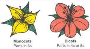 Monocot Or Dicot Flower World Of Flowering Plants Parts Of A Flower Flowers Plant Lessons