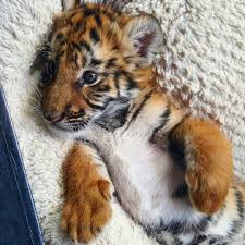 Black And White Baby Tiger Pictures Good Day From Baby Tiger Khloe Tiger Pictures Black Jaguar White Tiger Cute Baby Animals