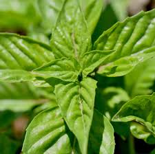 Image result for Ocimum natalense
