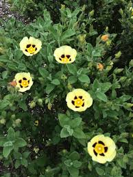 Image result for Cissus humbertii