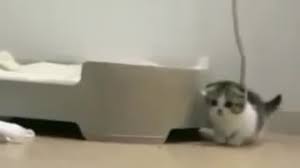 Anak harimau mungin dan lucu. Gambar Anak Kucing Anggora Lucu Imut