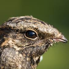 Ihr wollt wissen wie der vogel ziegenmelker aussieht und wo er vorkommt, dann seid ihr hier richtig. Ziegenmelker Biospharenreservat Rhon