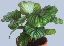 How To Care For Calathea Orbifolia Smart Garden Guide Calathea Orbifolia Calathea Plant Smart Garden