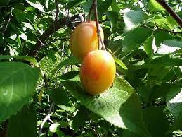 Prune any remaining laterals to four. Native Trees For Missouri Landscapes