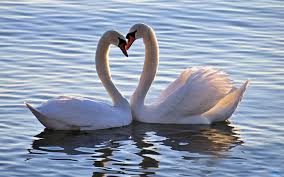 Love Birds Wallpapers Swans Bird Hearts Wallpaper Animals Array Wallwuzz Hd Wallpaper 3540 Jpg 1920 1200 Swan Wallpaper Mute Swan Animals