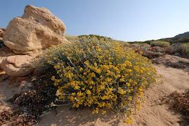 Image result for Helichrysum polioides