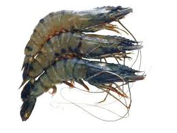 Fish Market Tiger Prawn ✓ free for commercial use ✓ high quality images.