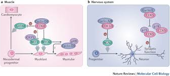 Maybe you would like to learn more about one of these? Non Canonical Functions Of Cell Cycle Cyclins And Cyclin Dependent Kinases Nature Reviews Molecular Cell Biology