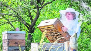 Das bienenvolk wurde vom imker mit einfachen mitteln wieder eingefangen. So Imkern Sie Mit Biene Im Garten Und Gewinnen Propolis Und Honig Anbau
