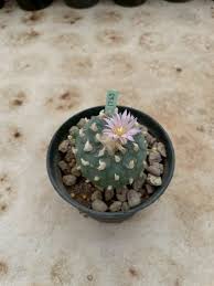 Image result for Loxodera caespitosa