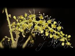 Image result for Opilia amentacea