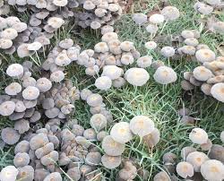 These can be actual infections, usually in the lungs, or allergic reactions which cause asthma, and they range from troublesome to deadly. Understanding Biological Farming A Simplified Understanding Of Compost Tea A Plant And Soil Probiotic The Permaculture Research Institute