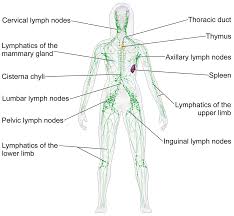 lymphatic system wikipedia