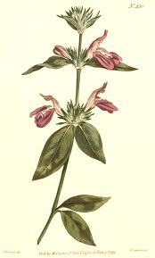 Image result for Thomandersia