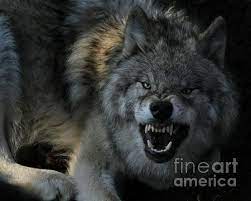 Pin By Taj On Wildlife Angry Wolf Wolf Spirit Animal Wolf Eyes