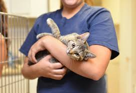 You must have a picture id to adopt and be at least 18 years old. Animal Control