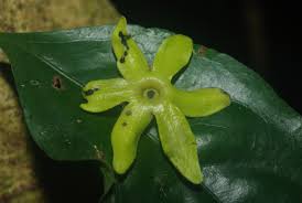 Image result for isolona