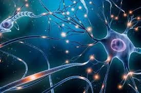 A neuron or nerve cell is an electrically excitable cell that communicates with other cells via specialized connections called synapses. How Neurons Form Long Term Memories Harvard Gazette