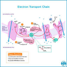 Ap Biology Biochemistry Basics Pogil Answer Key Review The Electron Transport Chain Click To See The Other Cards In This Series Cellbio Biology Electrontrans In 2020 Biochemistry Teaching Biology Science Notes