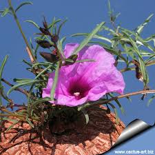 Image result for Ipomoea crassipes