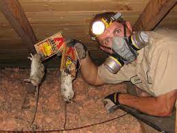 Mouse In Attic How To Get Mice Out Of The Attic Or Ceiling