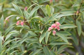 Image result for Agarista salicifolia