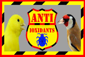 طريقة لوقاية الطيور من الأمراض عبر تقديم مضادات الأكسدة علاج طبيعي للطيور animals bird birds