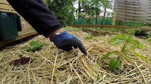 Bicarbonate de soude et lissage brésilien. 4 Astuces Anti Limaces Naturelles Et Efficaces Au Potager