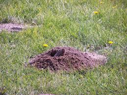 How to get rid of garden moles & gophers. Pocket Gophers Simple Annoyance Or Management Problem Tsln Com