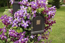 Clematis need cool roots and full sun on the vine and flowers. Clematis Flowering Vine Photograph By Ann Murphy