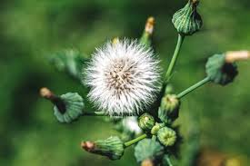 The sampaguita (jasminum sambac) serves as the national flower of this flowery country, while the national leaf of the philippines is anahaw. 17 Common Types Of Weeds