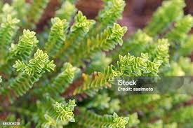 Image result for shrubby veronica hebe